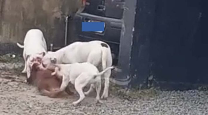 Cão de estimação é estraçalhado e morto por pitbulls em Penha