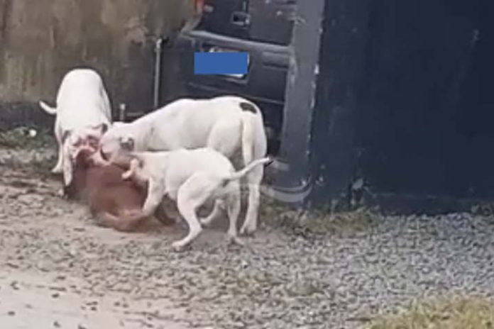 pitbulls