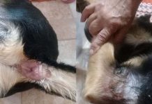 Cachorro é vítima de tortura e suspeita de estupro no Itacolomi em Piçarras