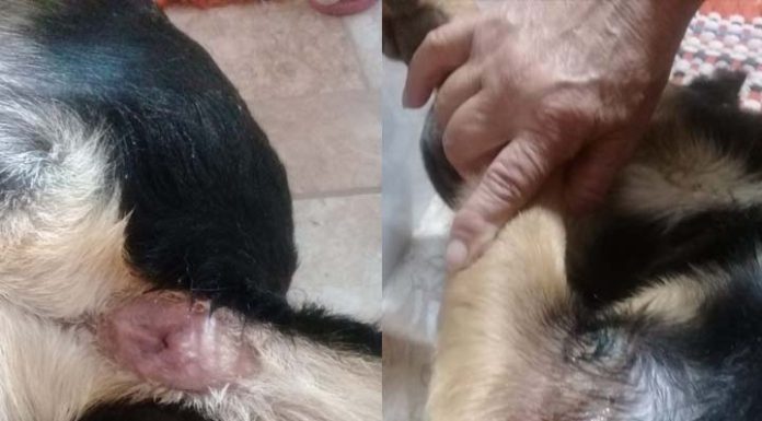 Cachorro é vítima de tortura e suspeita de estupro no Itacolomi em Piçarras