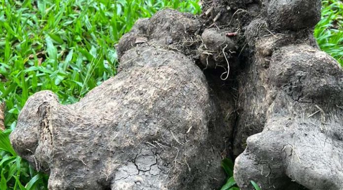 Morador de Barra do Sul colhe “cará gigante” com 17 quilos