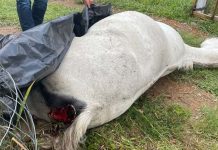 Égua é morta com explosivos colocados dentro do corpo por adolescentes