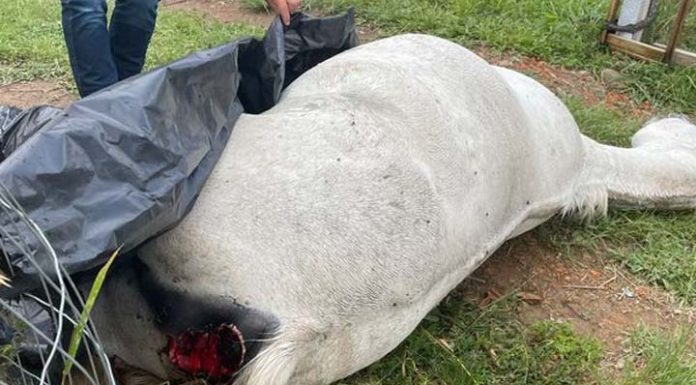 Égua é morta com explosivos colocados dentro do corpo por adolescentes