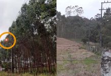 Plantação de eucalipto atinge fiação elétrica e deixa Bairro São Cristóvão às escuras