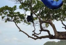 Mulher que pilotava parapente cai em árvore na orla de Cabeçudas