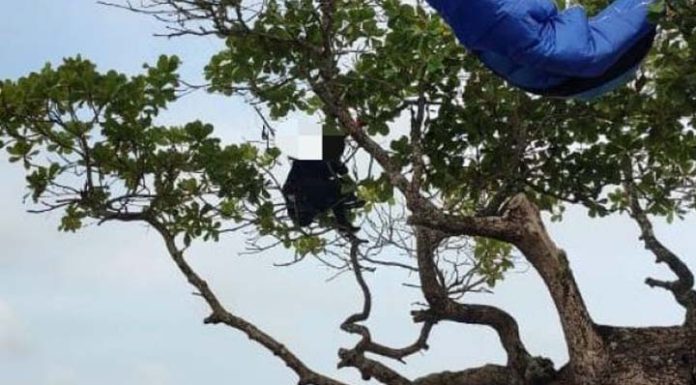 Mulher que pilotava parapente cai em árvore na orla de Cabeçudas