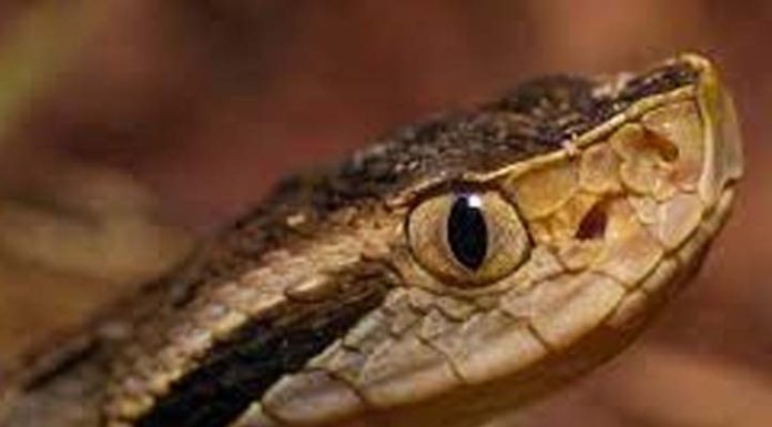 Casal catarinense leva susto ao encontrar uma jararaca dentro do quarto