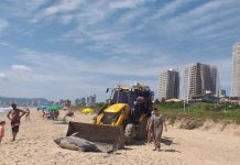 Corpo de golfinho é encontrado na Praia de Balneário Piçarras