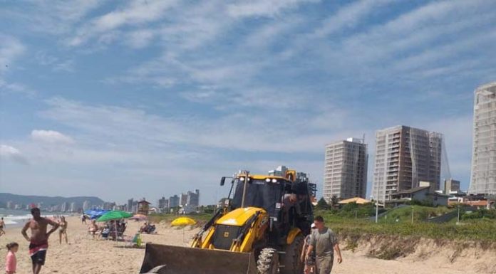 Corpo de golfinho é encontrado na Praia de Balneário Piçarras
