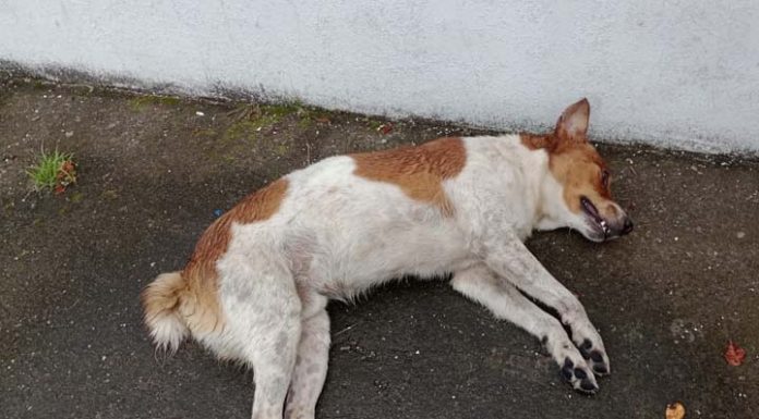 Carro em alta velocidade atropela e mata cãozinho de moradora na Rua Domingos Manoel Corrêa