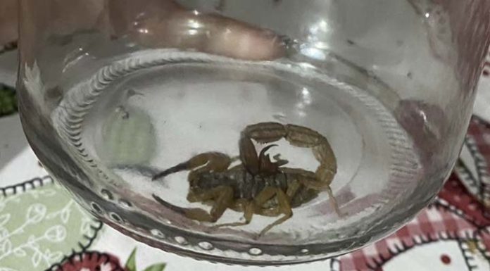 Agentes endêmicos localizam dois escorpiões amarelos em Gravatá