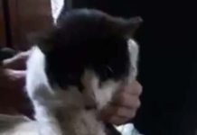Moradoras do Nossa Senhora de Fátima denunciam série de morte de gatos por envenenamento