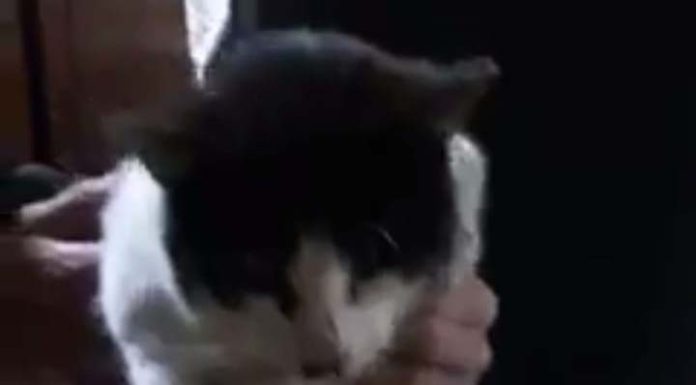 Moradoras do Nossa Senhora de Fátima denunciam série de morte de gatos por envenenamento