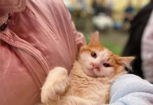 Quer castrar seu animalzinho de estimação? Fique atento as datas de inscrições em Balneário Piçarras