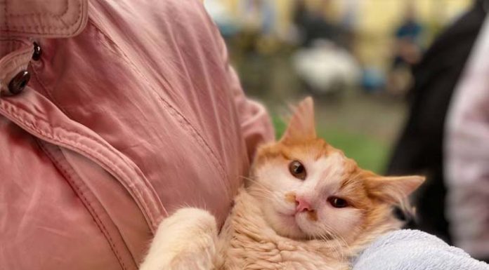 Quer castrar seu animalzinho de estimação? Fique atento as datas de inscrições em Balneário Piçarras