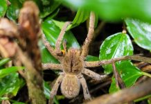Picada de aranha com veneno mortal achada em SC também pode levar à necrose do pênis