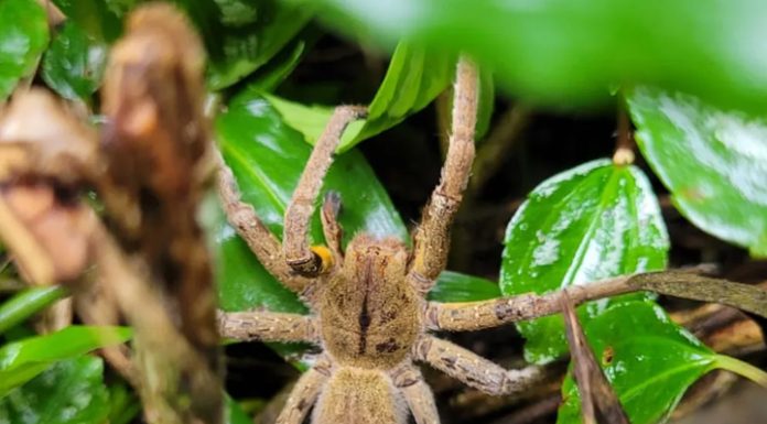 Picada de aranha com veneno mortal achada em SC também pode levar à necrose do pênis