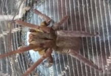 Aranha com veneno mortal é capturada em casa de SC