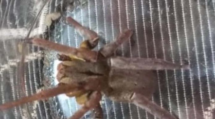 Aranha com veneno mortal é capturada em casa de SC