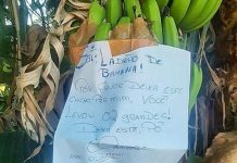 Dono de plantação deixa recado para “ladrão de banana” e bom humor surpreende