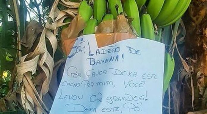 Dono de plantação deixa recado para “ladrão de banana” e bom humor surpreende