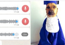 VIDEO Cachorro é reprovado em creche e dona fica indignada