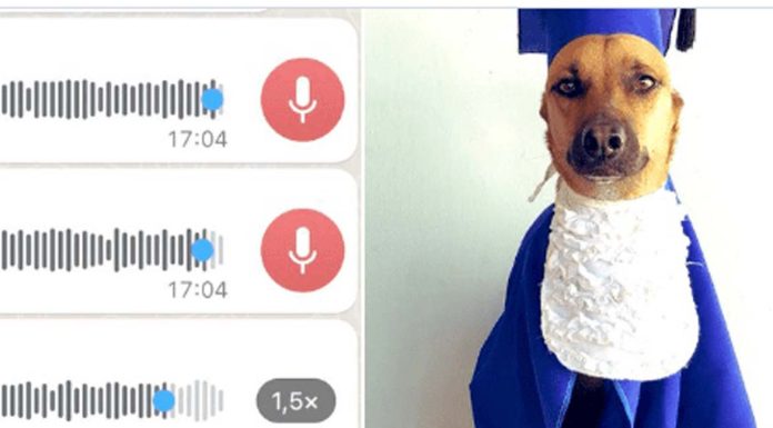 VIDEO Cachorro é reprovado em creche e dona fica indignada