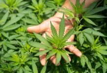 Farmácia em Balneário Camboriú é proibida pelo TJ de manipular medicamentos à base de maconha