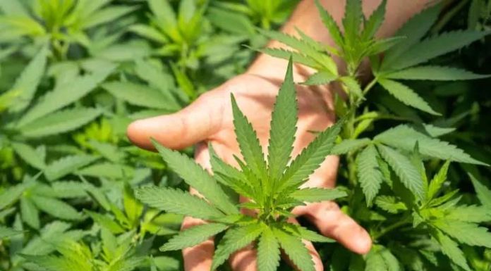 Farmácia em Balneário Camboriú é proibida pelo TJ de manipular medicamentos à base de maconha