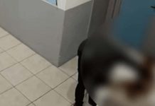 VÍDEO Ministério Público apura suposto abuso sexual contra cachorro em Santa Catarina