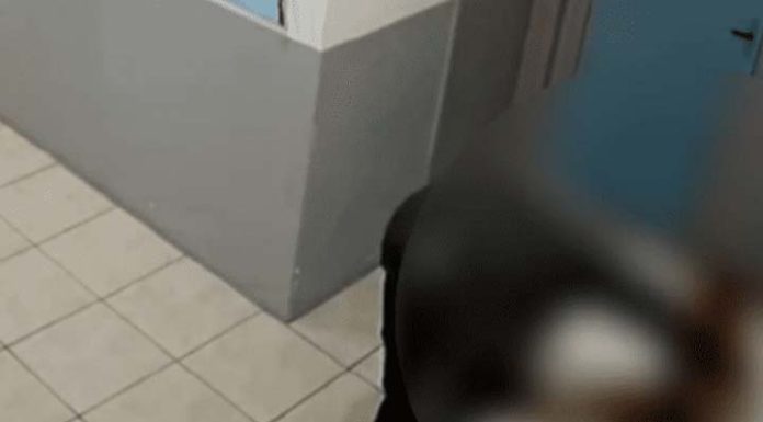 VÍDEO Ministério Público apura suposto abuso sexual contra cachorro em Santa Catarina