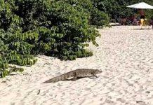 Jacaré passeia no meio dos banhistas em praia de SC