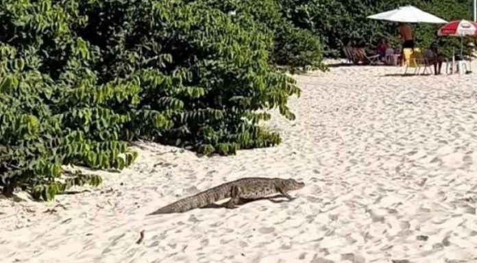 Jacaré passeia no meio dos banhistas em praia de SC
