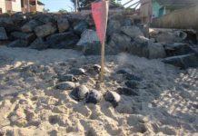 Mais de 10 tartarugas são encontradas mortas na Praia de Itajuba em Barra Velha