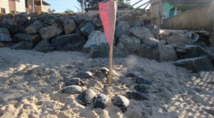 Mais de 10 tartarugas são encontradas mortas na Praia de Itajuba em Barra Velha