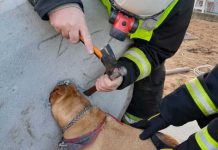 Cachorra Pitbull tem a cabeça presa em fossa de concreto em SC