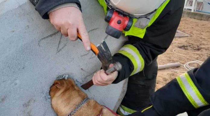 Cachorra Pitbull tem a cabeça presa em fossa de concreto em SC