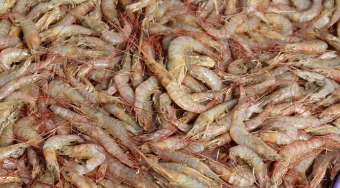 Começa a pesca da tainha e do camarão em Penha