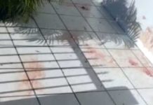 Pitbull escapa, invade casa na Praia de São Miguel e mata cãozinho de estimação