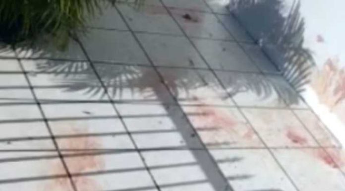 Pitbull escapa, invade casa na Praia de São Miguel e mata cãozinho de estimação