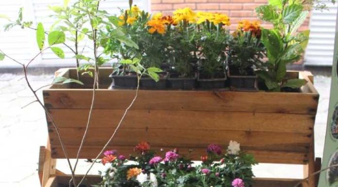 IMP de Piçarras vai distribuir mudas de árvores e adubo nesta segunda-feira