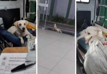 Cão vira-lata acompanha paciente dentro de ambulância e na porta de hospital em SC