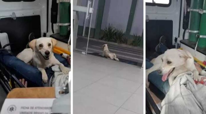 Cão vira-lata acompanha paciente dentro de ambulância e na porta de hospital em SC