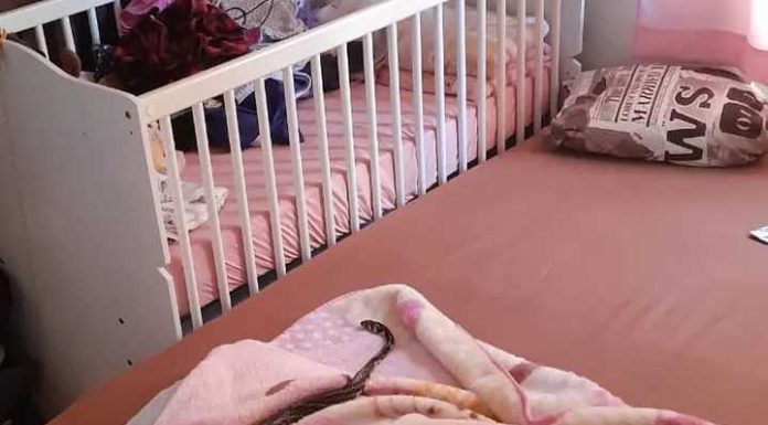 Cobra caninana é achada do lado do berço de bebê no norte de SC
