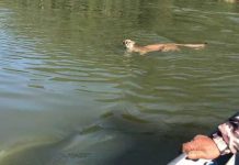 Onça-parda se aproxima de barco durante pescaria de amigos em SC