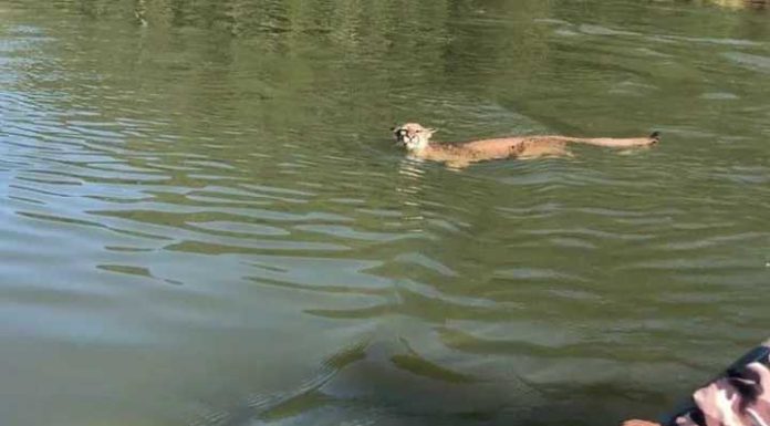 Onça-parda se aproxima de barco durante pescaria de amigos em SC