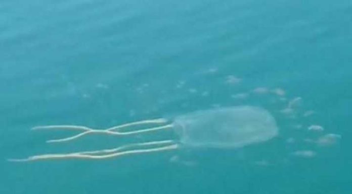 Água-viva rara e venenosa aparece em praia catarinense