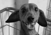 Pingo é esfaqueado e jogado do alto da janela de um prédio