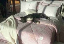 Doguinho dorme em cama de loja e surpreende funcionários