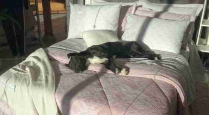 Doguinho dorme em cama de loja e surpreende funcionários